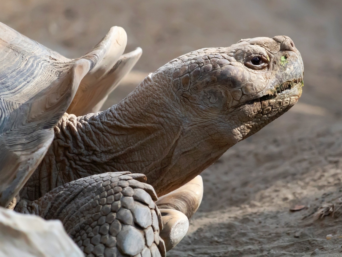 Большая шпороносная черепаха крупным планом