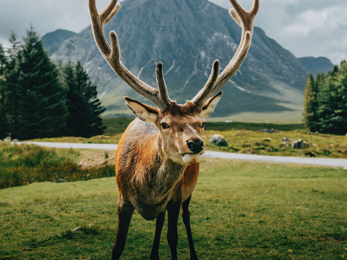 Олень с большими рогами на фоне гор