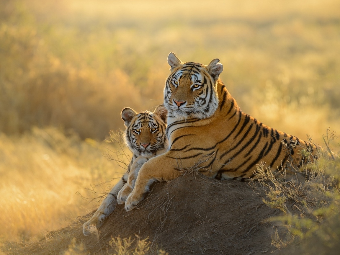 Большая тигрица с детенышем 