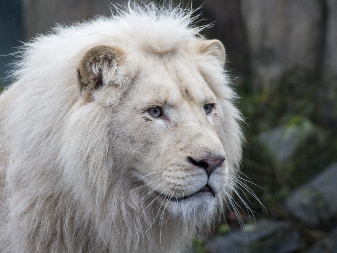 Большой белый голубоглазый лев
