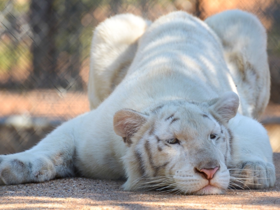 Большой белый тигр в зоопарке