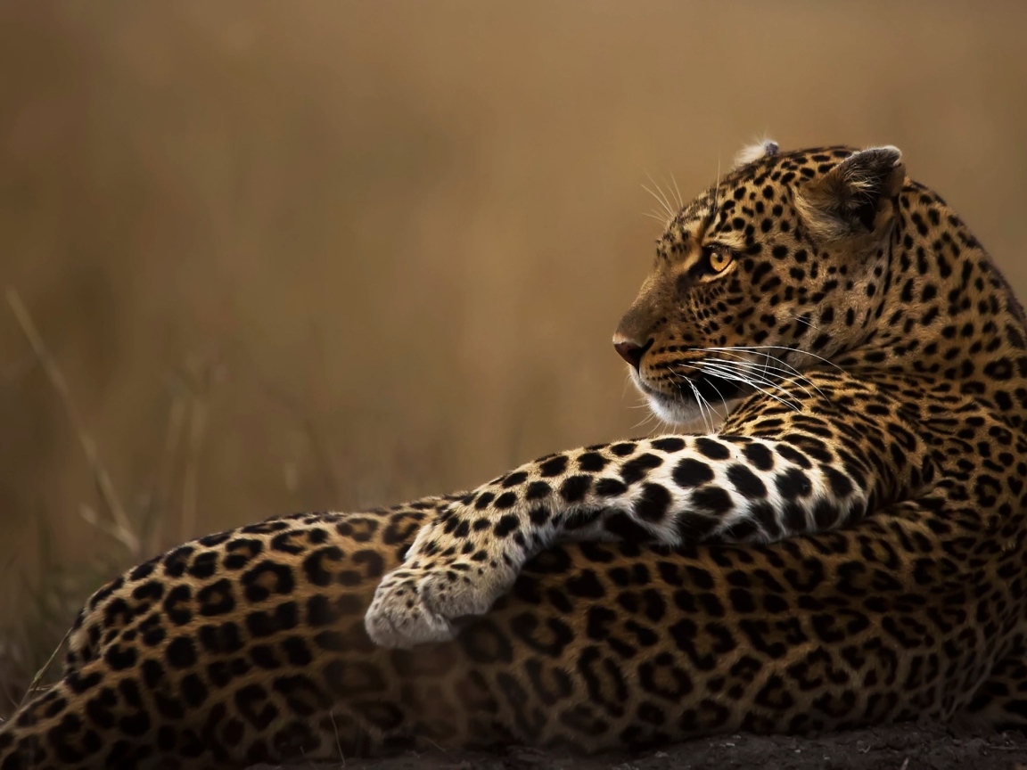 Пятнистый леопард лежит на камне