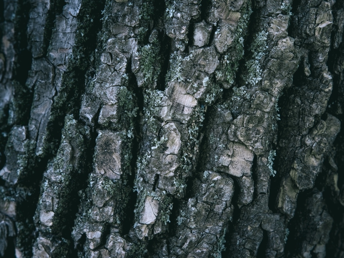 Старая кора дерева для фона