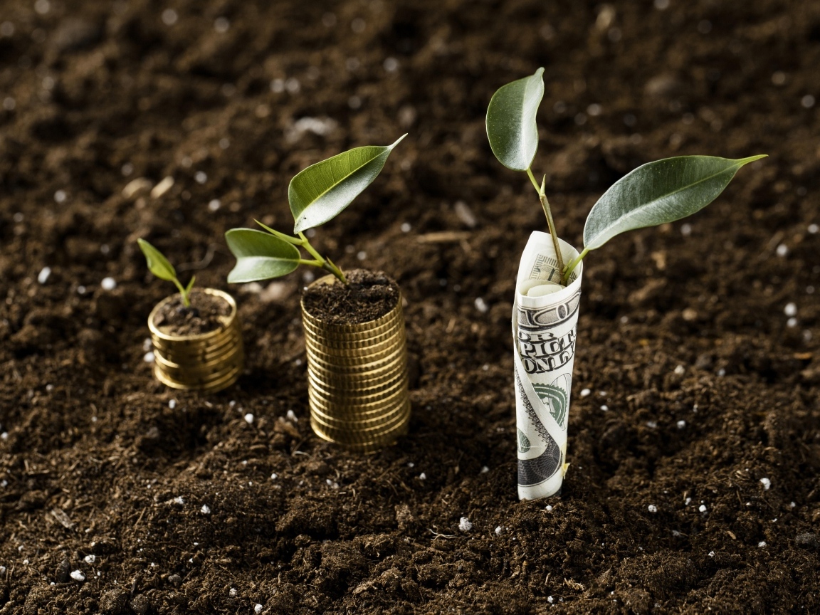 Sprouts sprout from money on the ground