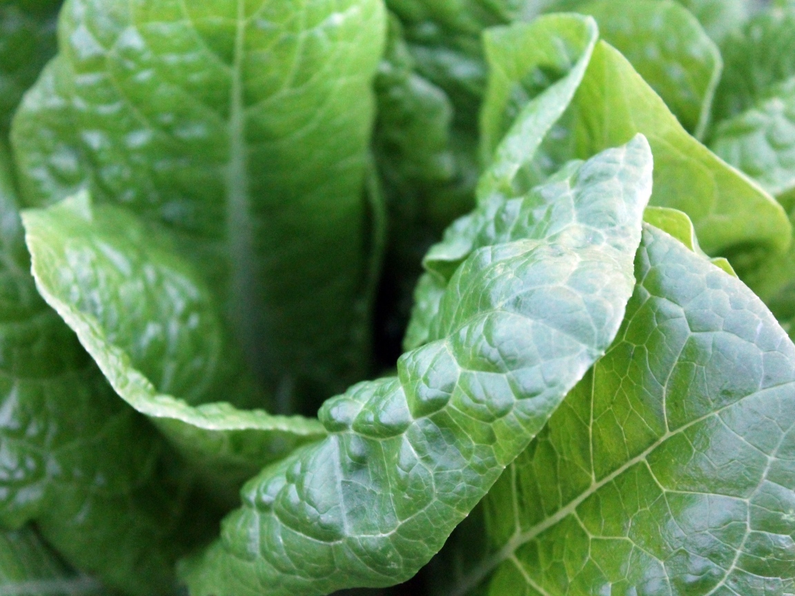 Зеленые листья растения крупным планом