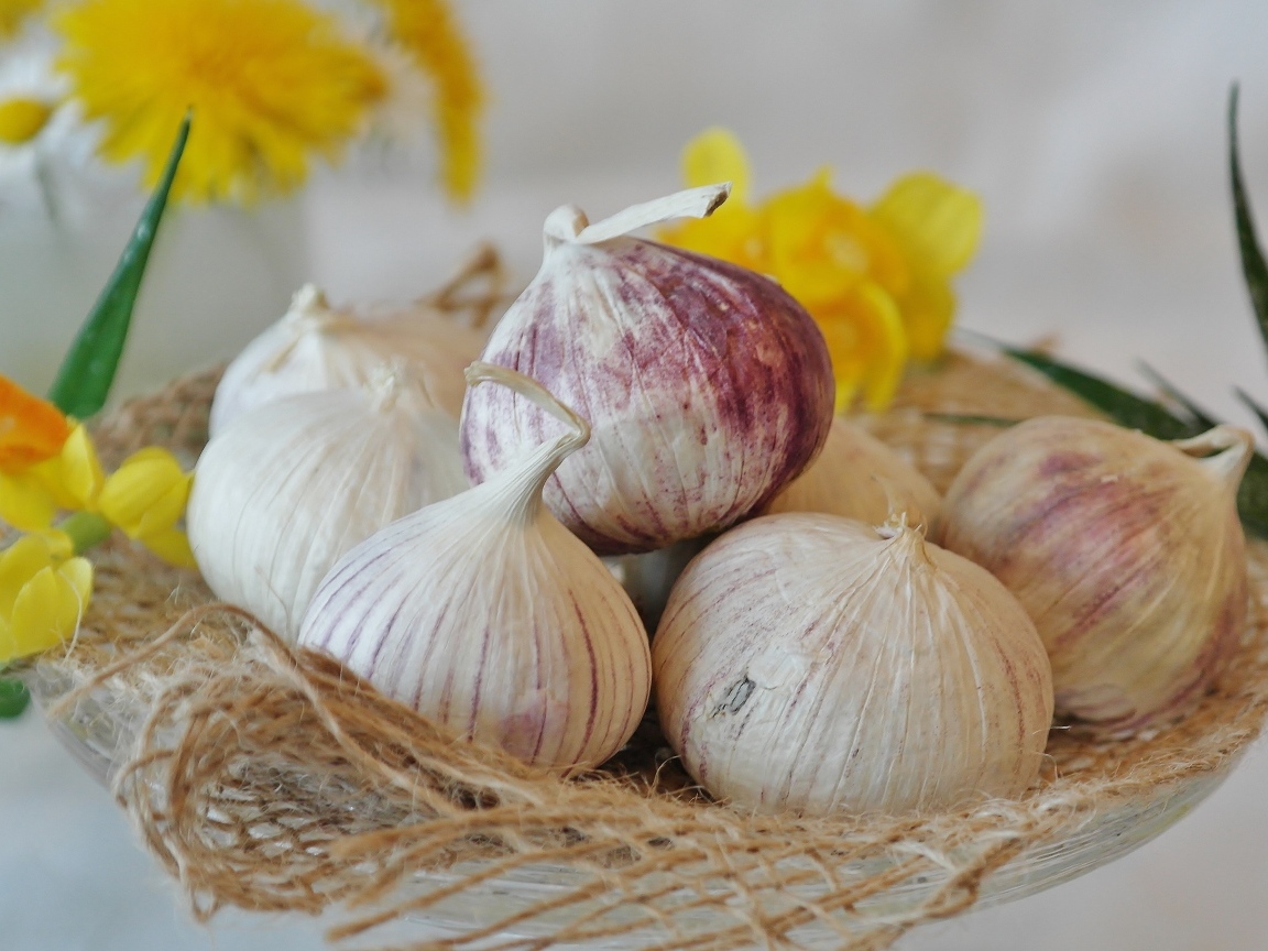Головки чеснока с цветами нарцисса на столе