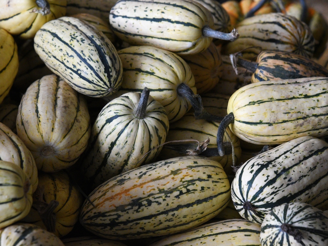 Полосатая маленькая тыква крупным планом