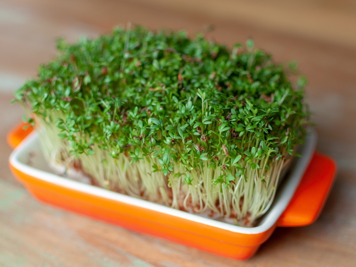 Кресс салат в посуде на столе