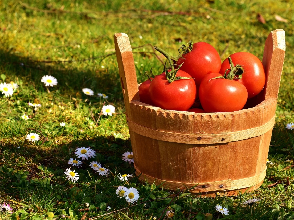 Деревянное ведро с красными помидорами на траве