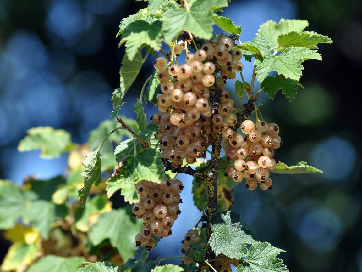 Ягоды белой смородины на ветке