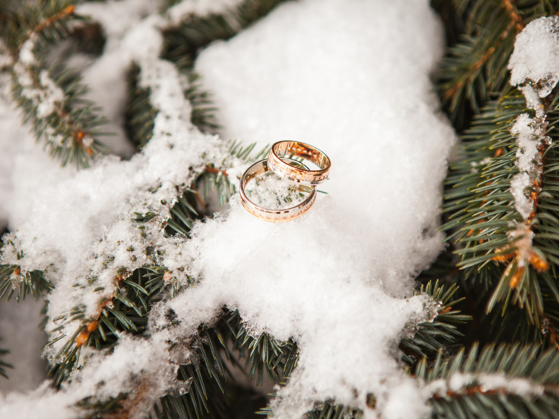 Два золотых обручальных кольца на еловой ветке со снегом