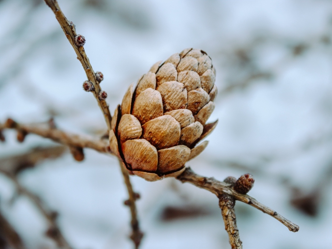 Большая коричневая шишка на ветке дерева