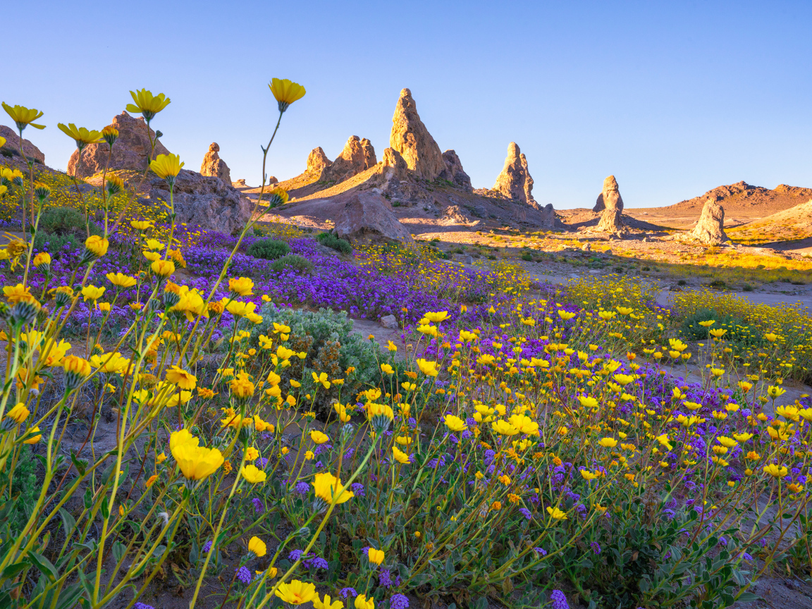 Много цветов на поляне в горах