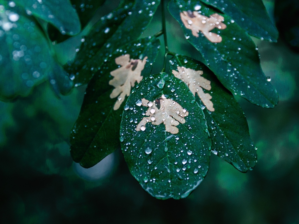 Капли дождя на зеленой ветке дерева