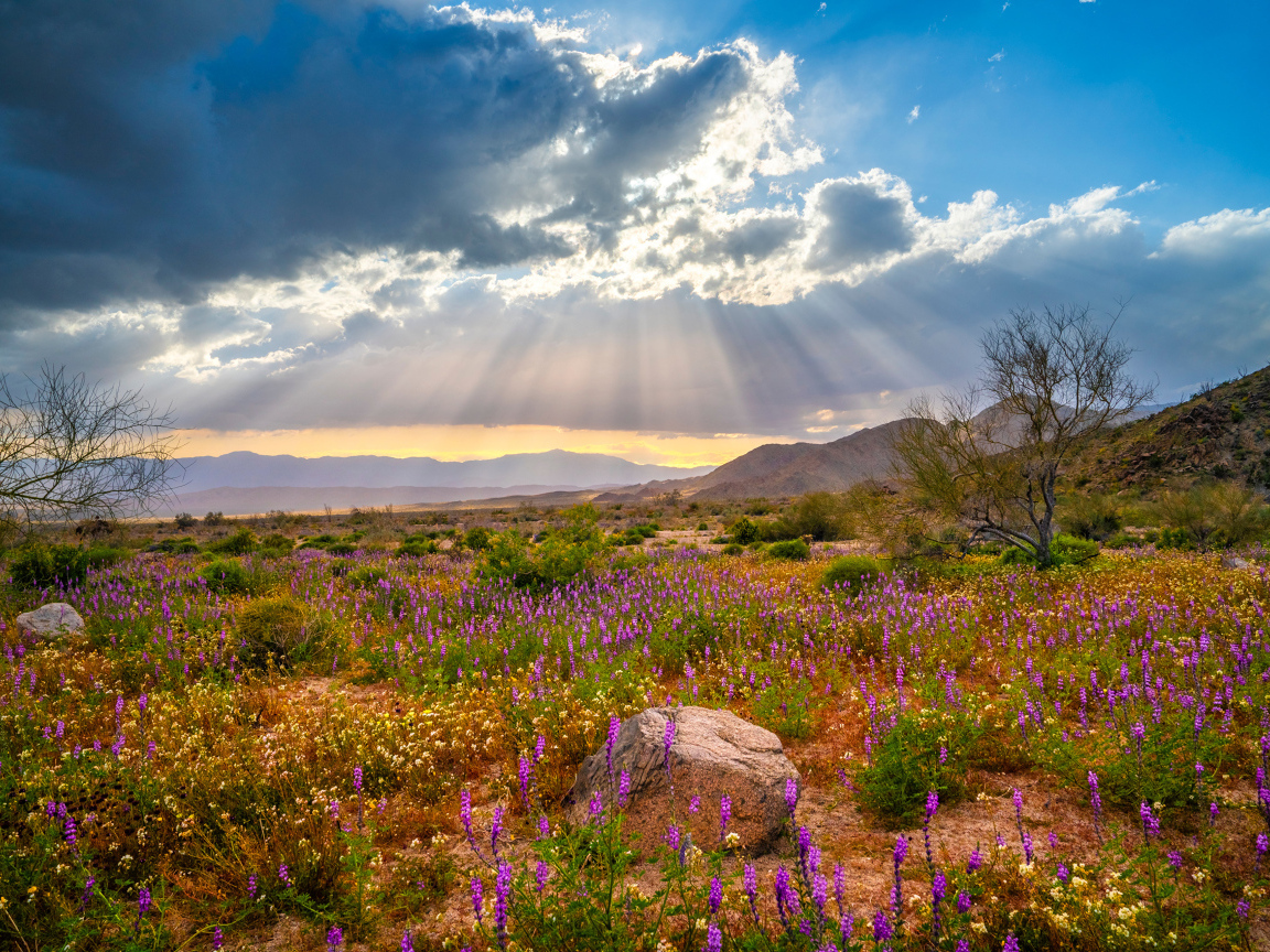 Лучи солнца в облаках над поляной с цветами