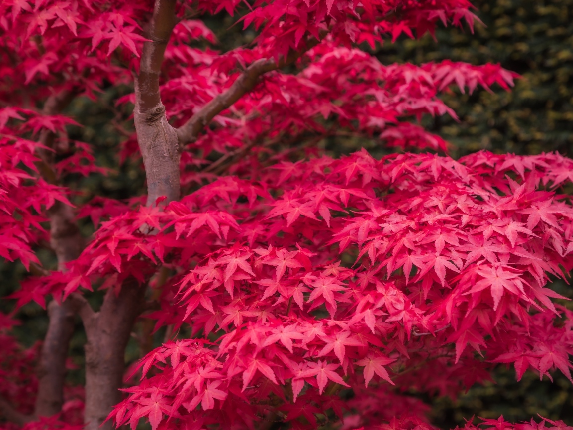 Красные листья клена на дереве осенью