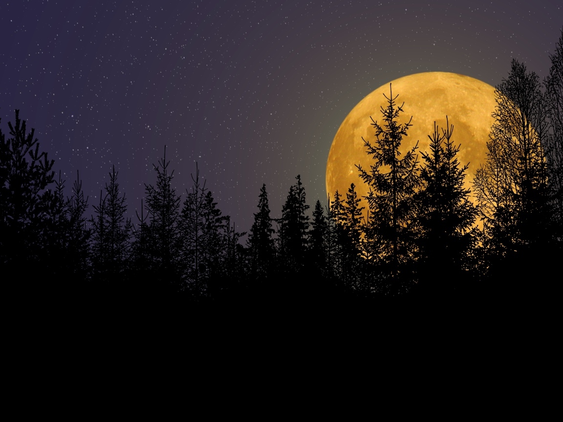 Большая желтая луна прячется за елями