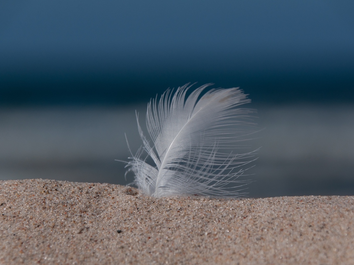 Белое перышко в песке на пляже