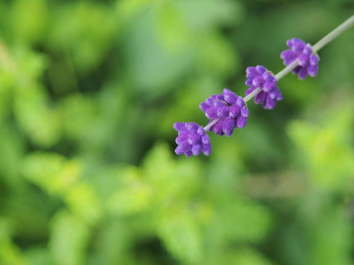 Веточка с фиолетовыми цветами лаванды