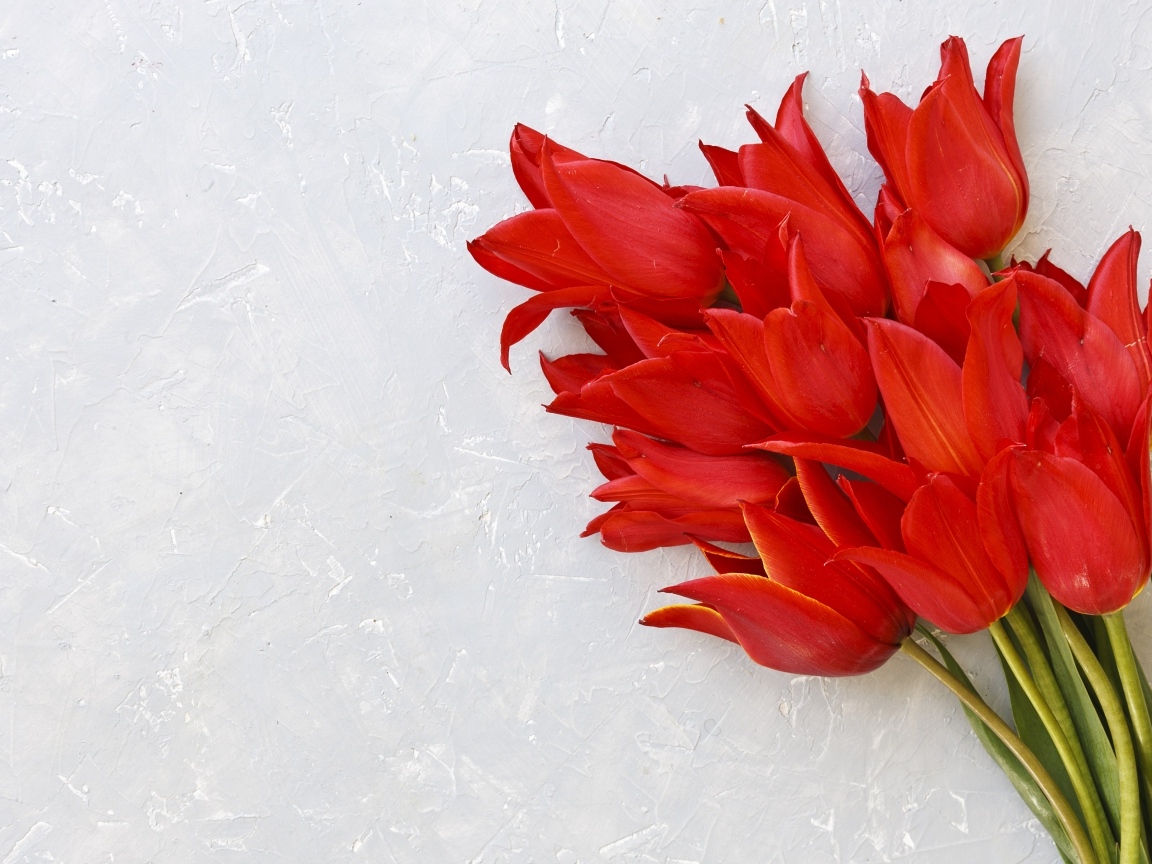 Красивый букет красных тюльпанов на сером фоне