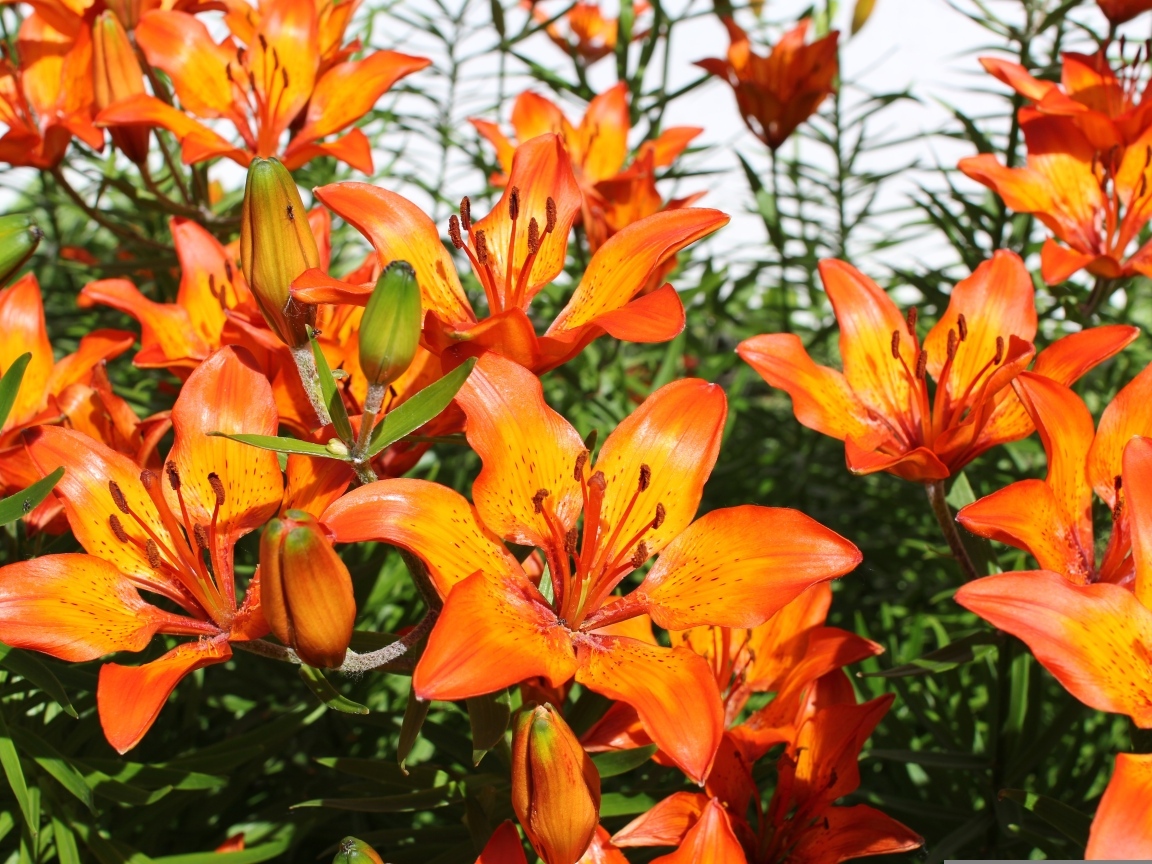 Красивые яркие оранжевые лилии крупным планом