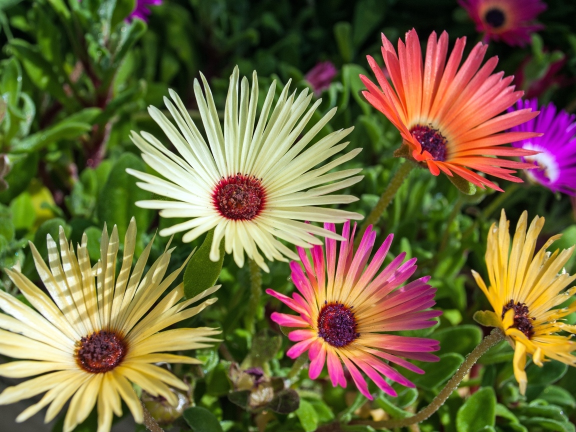 Красивые разноцветные цветы остеоспермум