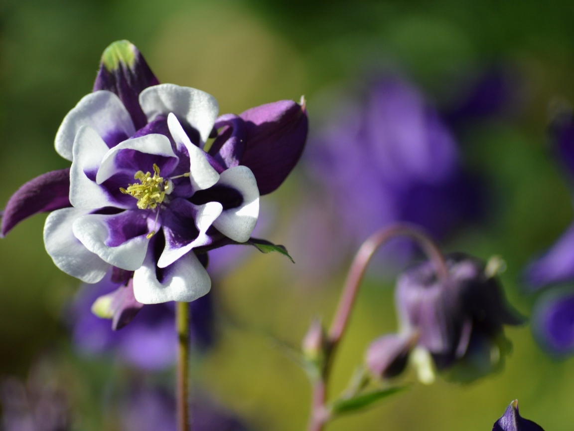 Красивый фиолетовый с белым цветок водосбора