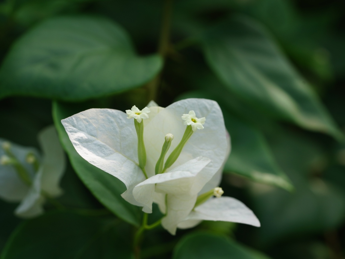 Красивый белый цветок бугенвиллия