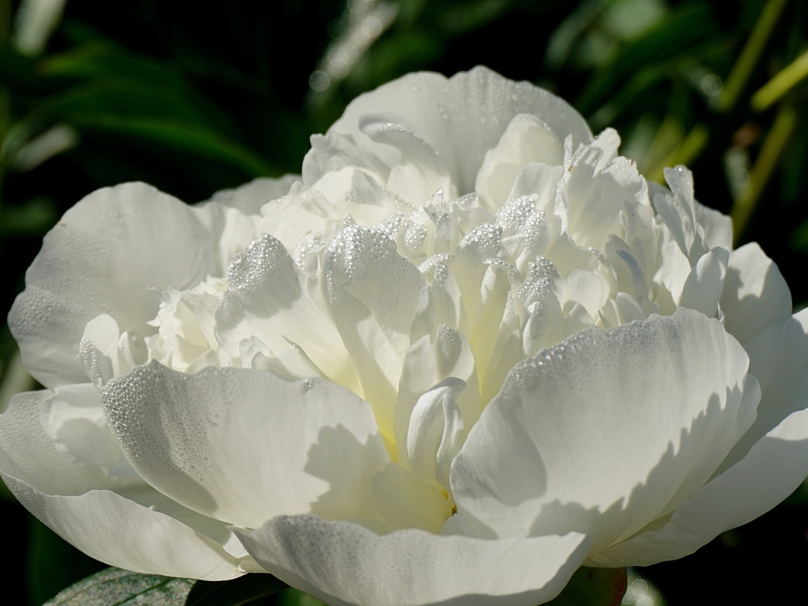 Красивый белый пион в каплях росы
