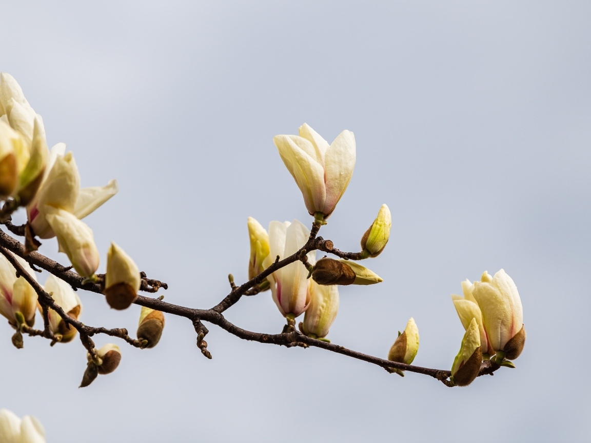 Распускающиеся цветы магнолии на сером фоне