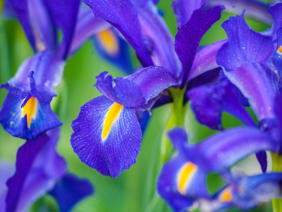 Синие цветы ириса крупным планом