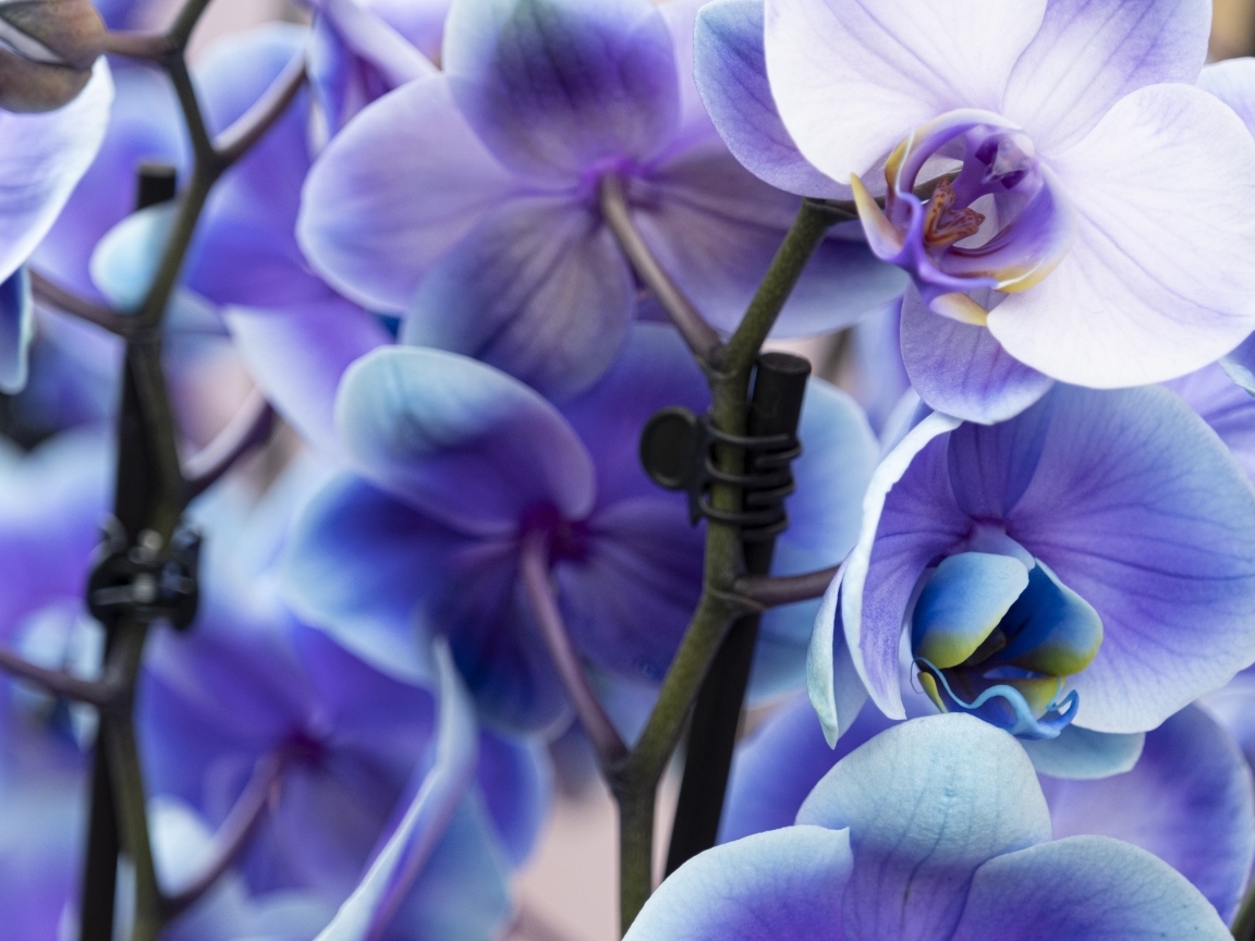 Голубые цветы орхидеи крупным планом