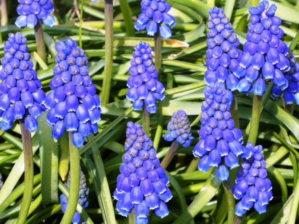 Синие маленькие садовые цветы мускари крупным планом