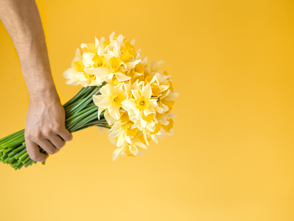 Букет нарциссов в руке на желтом фоне