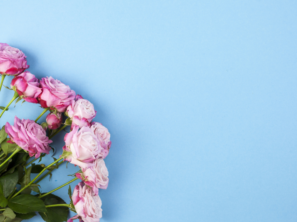 Букет розовых роз на голубом фоне, шаблон для открытки 