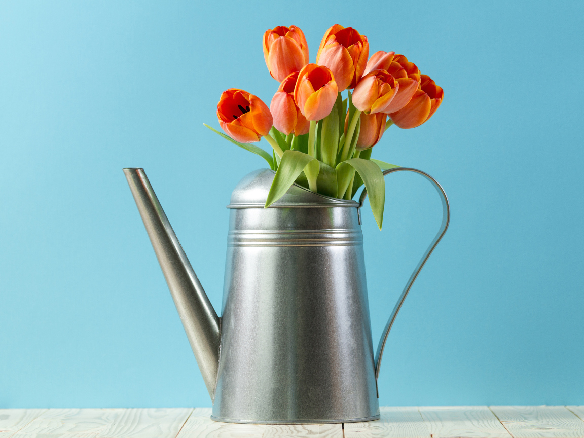 Букет тюльпанов в металлической лейке на голубом фоне