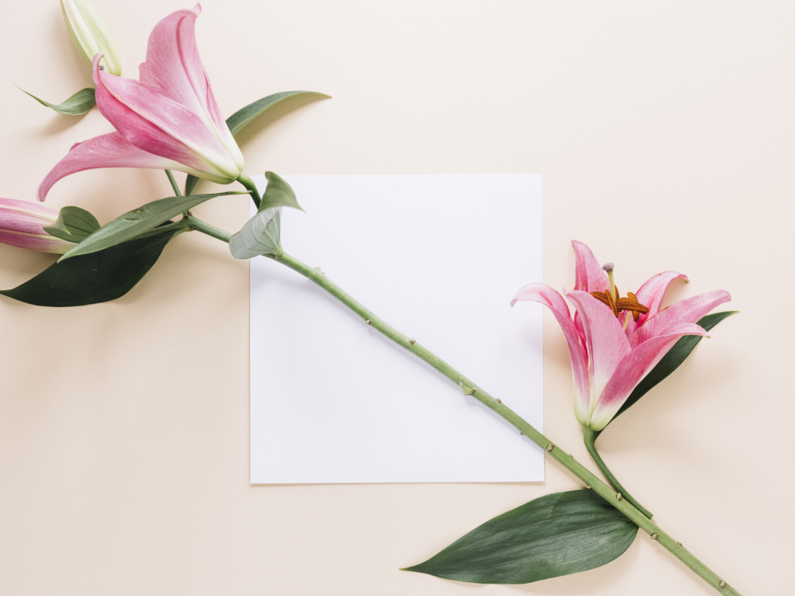 Ветка розовых лилий с листом бумаги на розовом фоне