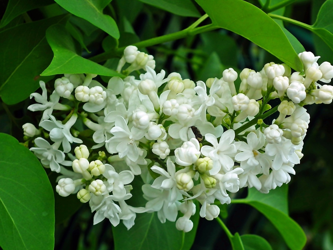 Ветка с нежными белыми цветами сирени