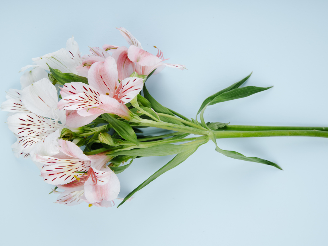 Ветка с розовыми цветами альстромерии на голубом фоне