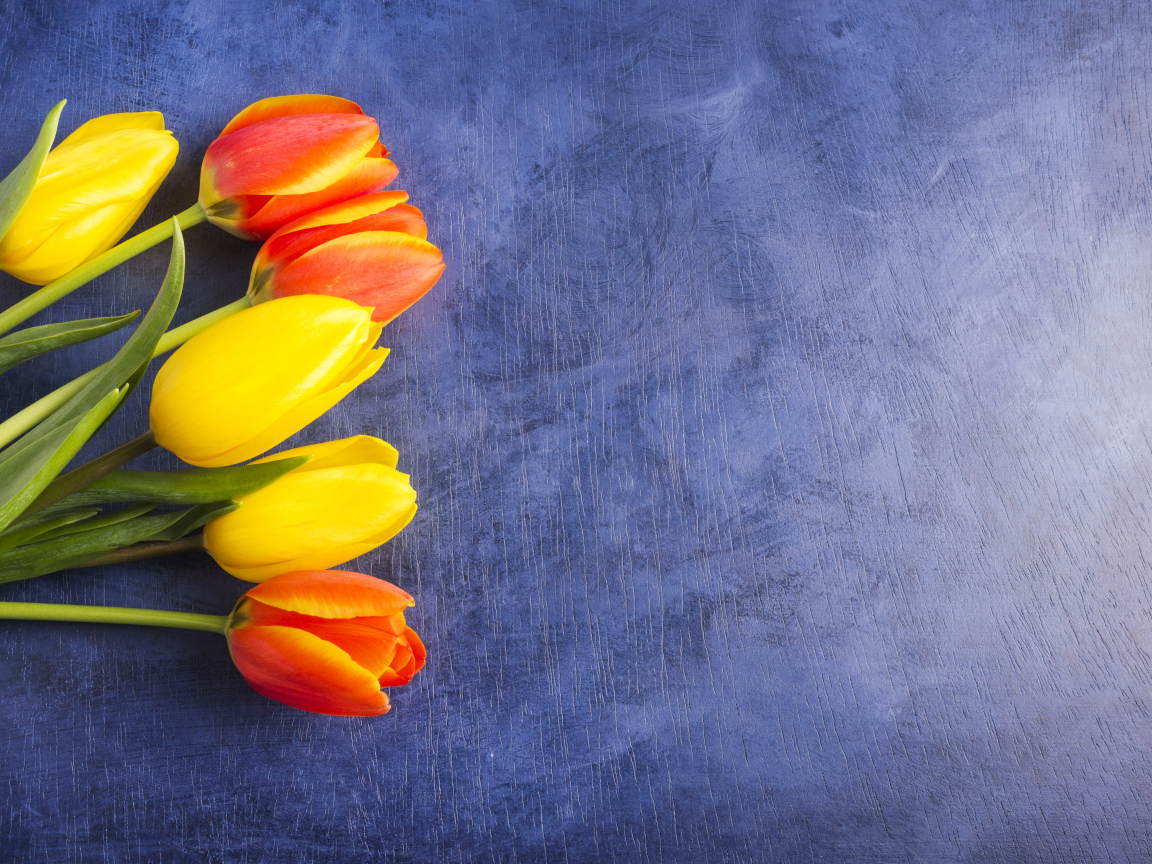 Яркие тюльпаны на синем фоне