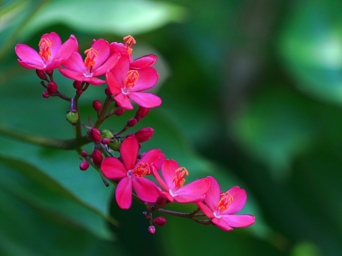 Милые розовые цветы перегринас крупным планом