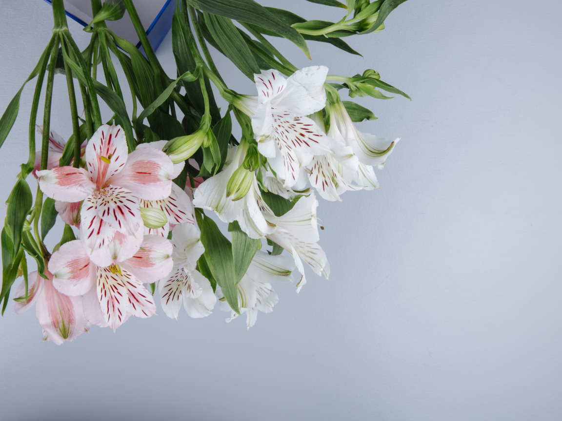 Нежные цветы альстромерии на сером фоне
