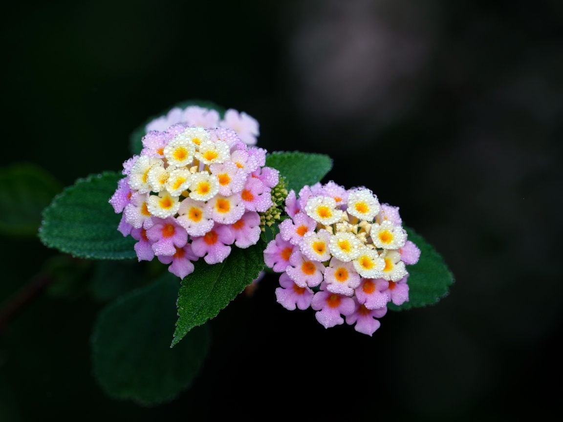 Нежные сиреневые цветы лантана