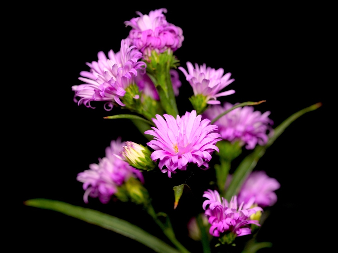Нежные розовые цветы сентябринка на черном фоне