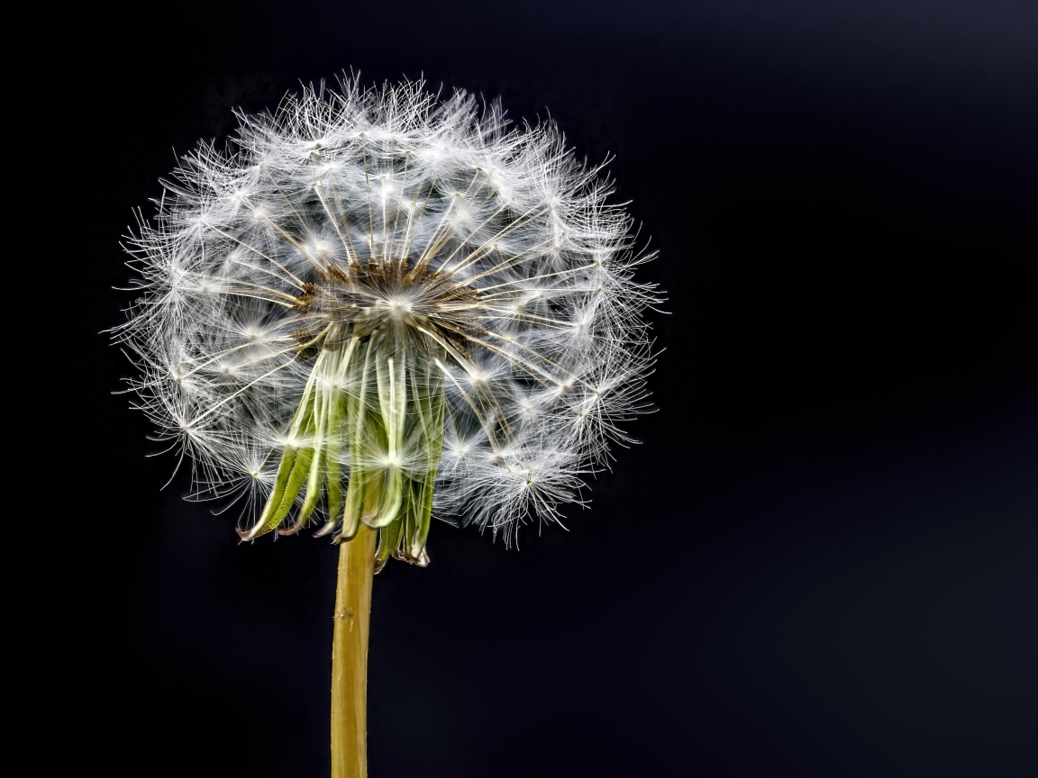 Отцветший белый одуванчик на черном фоне