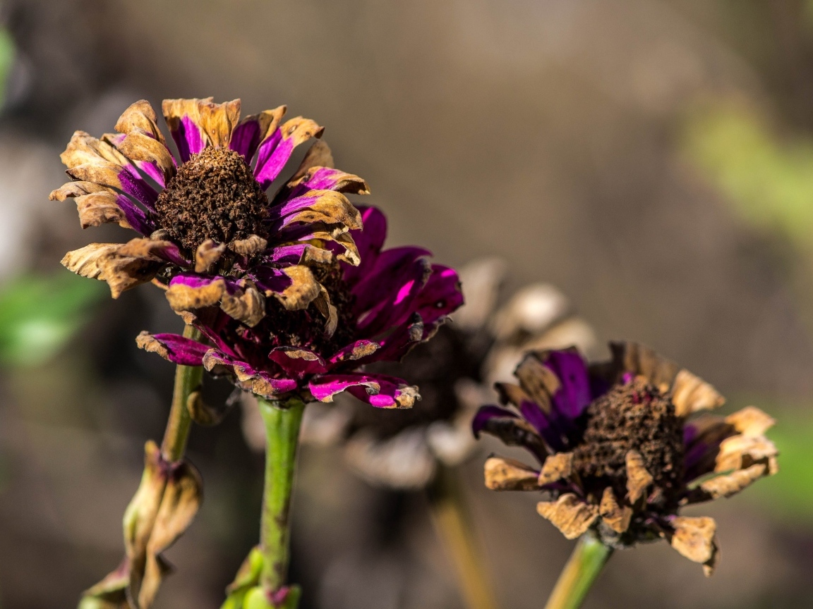 Отцветшие цветы циннии 