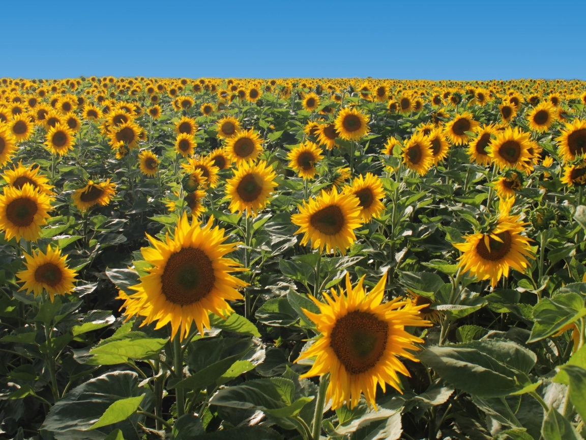 Поле больших цветущих подсолнухов под голубым небом