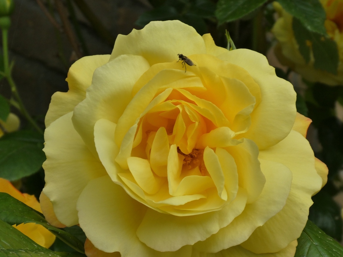 Ароматная садовая желтая роза с мухой