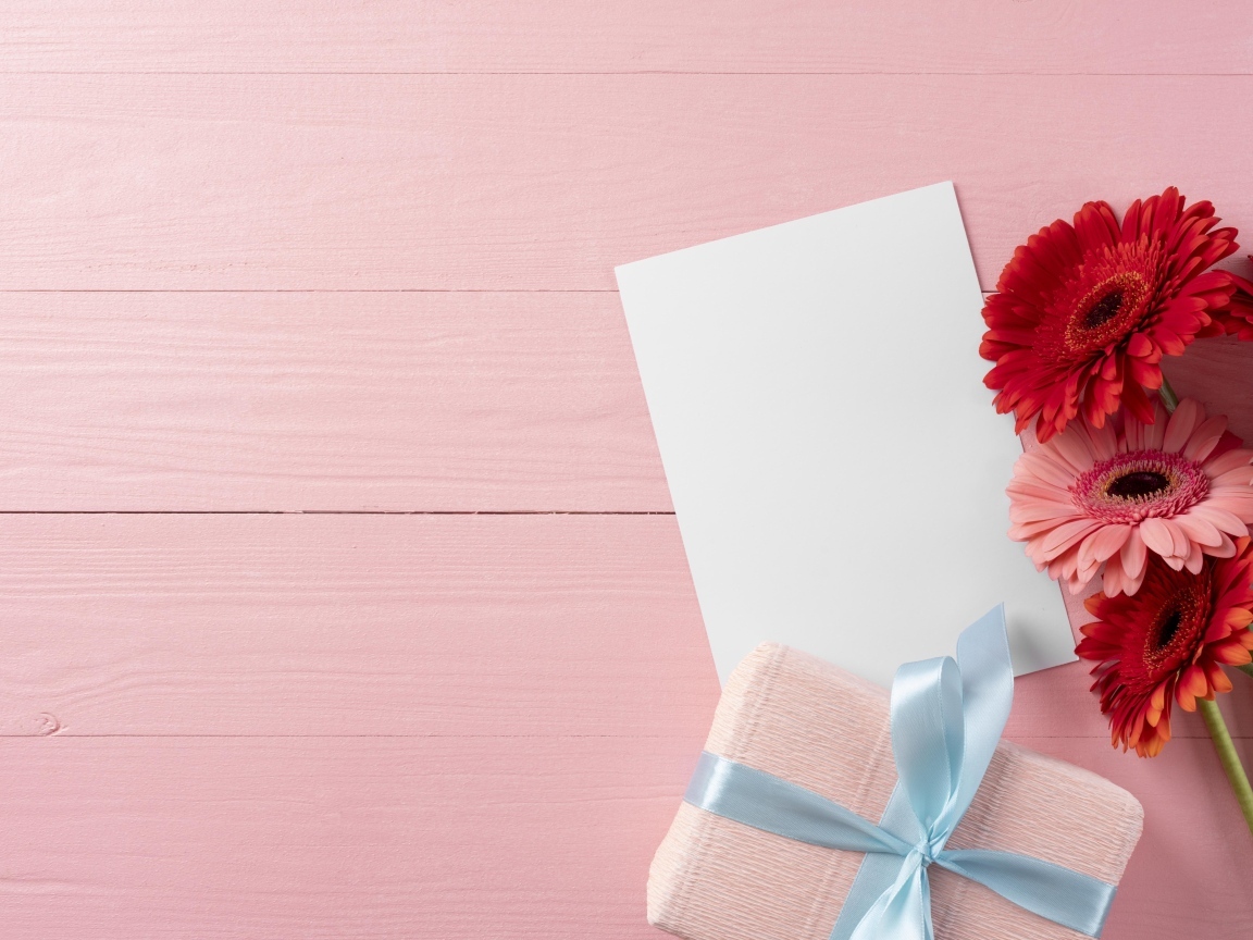 Герберы с листом бумаги и подарком на розовом фоне, шаблон поздравительной открытки 