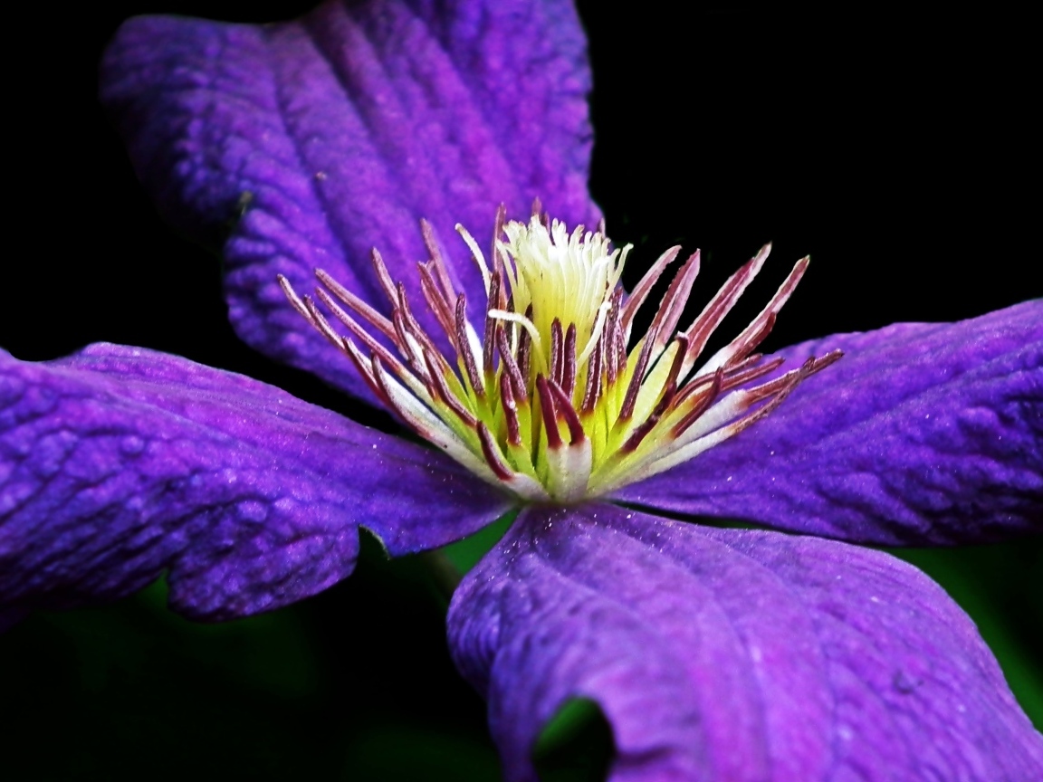 Крупный цветок клематиса на черном фоне